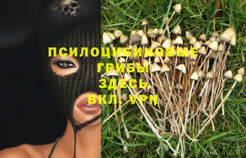 купить   Крымск  Галлюциногенные грибы Psilocybine cubensis 